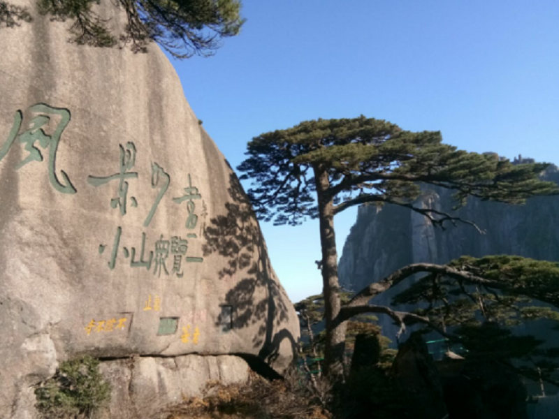 黃山巖松圖